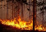 Осадки спасли Вологодскую область от пожаров