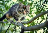 Спасатели сняли просидевшую три дня на дереве кошку