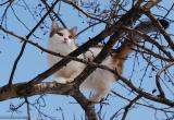 Череповчанин полез за кошкой и застрял на дереве