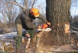 Череповчанка в резкой форме пожаловалась губернатору на вырубку деревьев в Череповце
