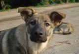 Спасатели из Череповца помогли бездомной собаке