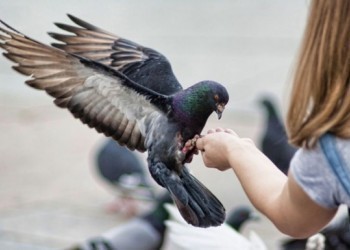 Птичку не жалко! Орнитологи предупреждают – не кормите голубей