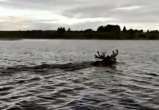 На одном из вологодских озер рыбаки заметили плывущего лося