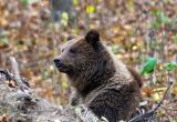 В Вологодской области насчитали 10 073 медведя