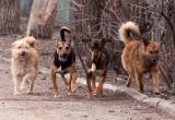 В администрации Череповецкого района рассказали, как будут расправляться с бездомными собаками
