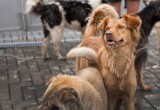 1,3 миллиона рублей на стерилизацию бездомных животных получил Череповец 