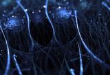Новый метод лечения нейродегенеративных заболеваний: ученые нашли ключ к сохранению нервных клеток