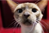 Ученые выяснили, какая порода кошек живет дольше остальных