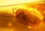 Доисторические насекомые в янтаре-2