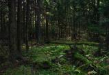 В Череповецком лесу нашли мертвого мужчину