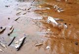"Прибрежная вонь": на реке близ Череповца произошёл массовый замор рыбы
