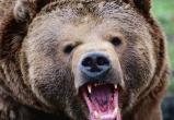 Медведь-людоед задрал охотника в Вологодской области