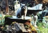 В Череповце уничтожат два кладбища домашних животных