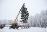 В Череповце установили 13,5-метровую живую ель
