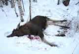 Череповецкий браконьер убил беременную лосиху