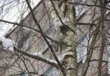 В череповецком дворе на дереве вторую неделю живёт сова