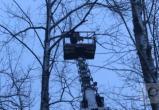 Замерзающего на дереве котика спасли неравнодушные череповчане