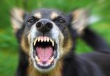 Кошмар на улице: никольские собаки остались безнаказанными 