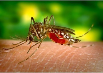 Комары на юге России опасны? Мнение иммунолога