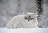 Череповчан ожидает снежная неделя
