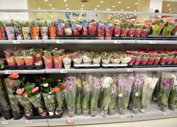 Дурное соседство: чем опасны цветы в супермаркетах