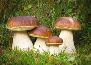Как отличить съедобный гриб от ядовитого?