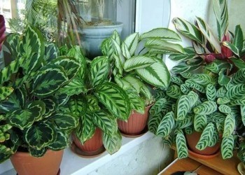Комнатные растения для семейного благополучия