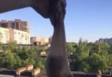 Череповецкие живодёры снимали издевательства над котёнком на видео