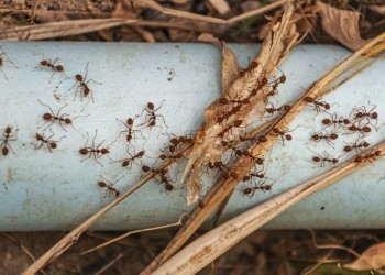 Как вывести муравьев в теплице