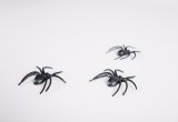 Каждый человек за свою жизнь случайно проглатывает во сне от трех до восьми пауков