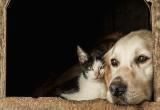 Кошки против собак: какие животные популярнее в Сети?