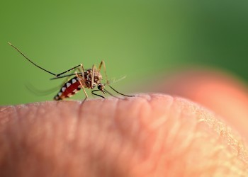 «Распроклятая ты мошка!» Когда укус комара может довести до больницы