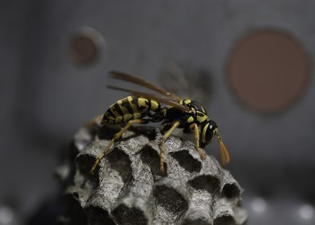 Ученый рассказал, когда осы становятся «убийцами»