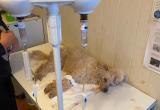 Собачья жизнь: зоогостиницу в Вологодской области после гибели животного проверит полиция