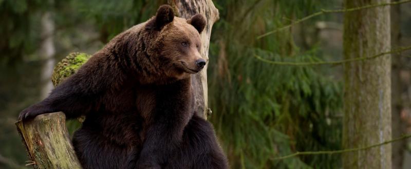 В Облохотдепартаменте подсчитали медведей в лесах Вологодчины