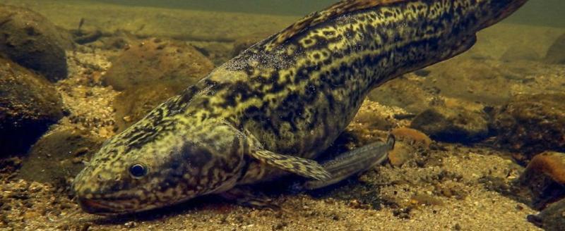 В Вологодской области введен запрет на ловлю отдельных видов рыбы