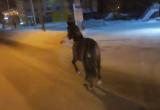 По Северному шоссе Череповца бегали лошади (ВИДЕО)