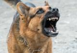 Жители поселка, где бродячие собаки загрызли ребенка, сами взялись за ружья: местные власти в панике