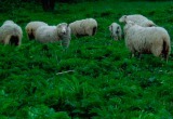 Овцы против борщевика: вологодский чиновник рассказал о способе борьбы с опасным растением