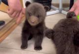 Два вологодских медвежонка отправились в центр спасения для зверей-сирот