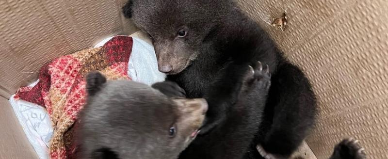 Спасенным вологодским медвежатам дали сладкие имена