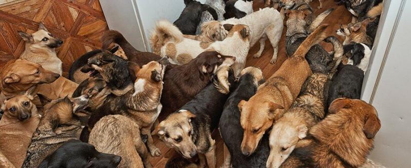 В России могут ввести ограничения на количество домашних животных в квартирах