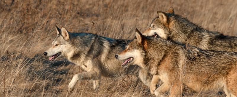 Вологодским охотникам хотят платить больше за добычу волка