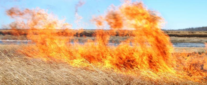 За неделю в Вологодской области выгорело более 70 га сухой травы