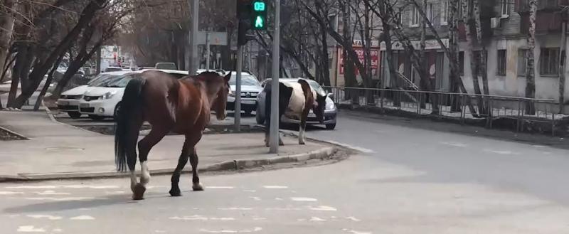 Житель Череповца серьезно пострадал от нападения лошади на одной из городских улиц
