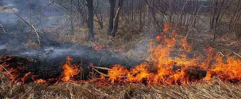 В Череповецком районе выгорел гектар земли рядом с кладбищем