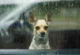 В такую погоду хороший пес хозяина на улицу не выгонит: в Череповце вновь дождь и ветер