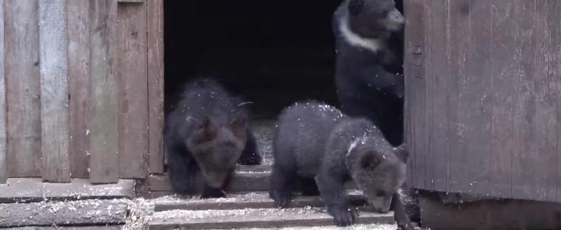 Четверо медвежат из вологодских лесов впервые вышли на прогулку