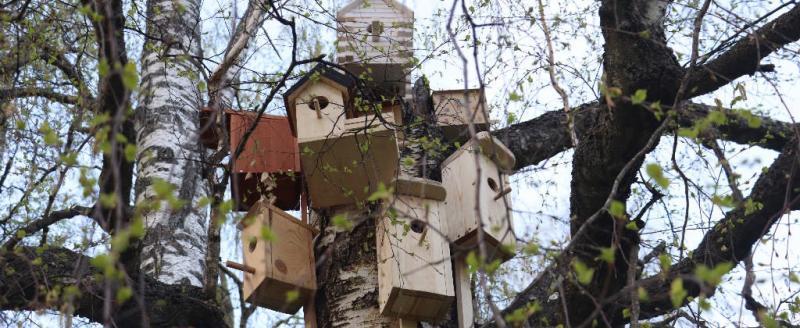 В Череповце появилось общежитие для птиц