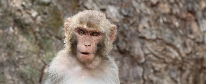 На смену коронавирусу в мир пришла эпидемия обезьяньей оспы
